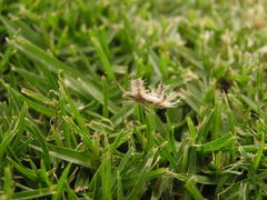 Pephricus