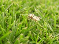 Pephricus