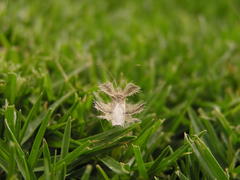 Pephricus