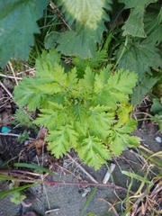 Tanacetum parthenium