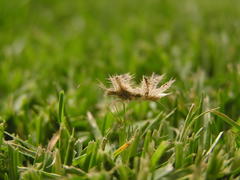 Pephricus