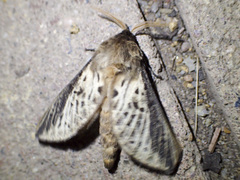 Oxycanus antipoda