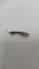 Megistopus flavicornis