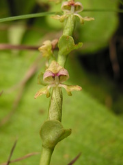 Disperis cardiophora