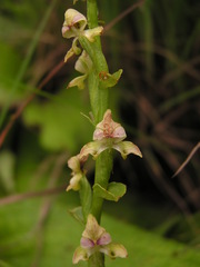 Disperis cardiophora