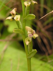 Disperis cardiophora