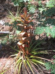 Tillandsia calothyrsus