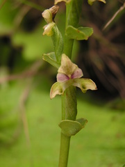 Disperis cardiophora