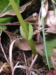 Disperis cardiophora