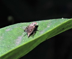 Anthomyia punctipennis