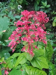 Clerodendrum japonicum