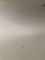 Trichomyrmex destructor