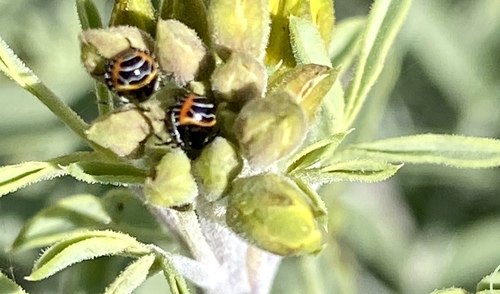 iNaturalist observation photo of Harlequin Bug