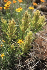 Castilleja thompsonii