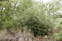 Malus ioensis texana