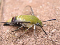 Cephonodes hylas virescens