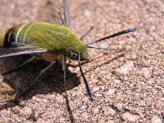 Cephonodes hylas virescens