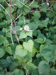 Alliaria petiolata