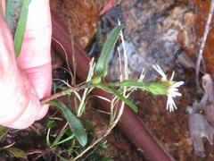Noticastrum marginatum
