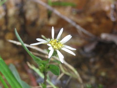 Noticastrum marginatum
