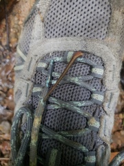 Haemadipsa interrupta