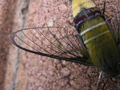 Cephonodes hylas virescens