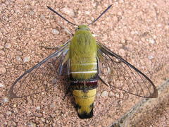Cephonodes hylas virescens