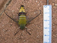 Cephonodes hylas virescens