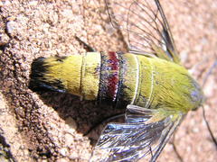 Cephonodes hylas virescens