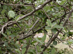 Malus ioensis texana