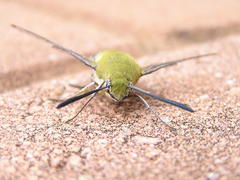 Cephonodes hylas virescens