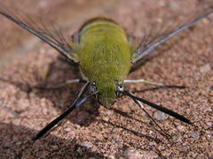 Cephonodes hylas virescens