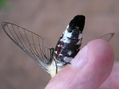 Cephonodes hylas virescens