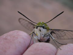 Cephonodes hylas virescens