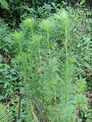 Artemisia capillaris
