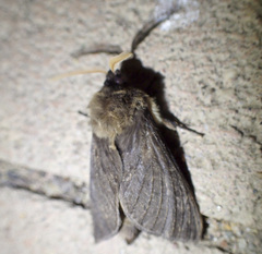 Oxycanus antipoda