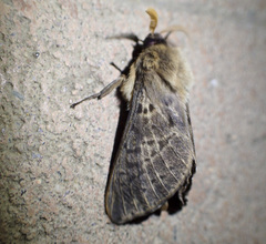 Oxycanus antipoda