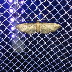 Eupithecia haworthiata