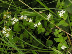 Crassula pellucida alsinoides