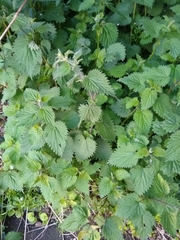Urtica dioica