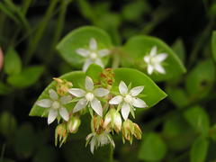 Crassula pellucida alsinoides