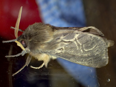 Oxycanus antipoda