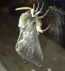 Oxycanus antipoda