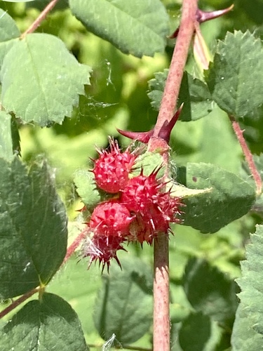 iNaturalist observation photo of Spiny Leaf Gall Wasp