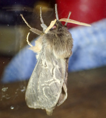 Oxycanus antipoda