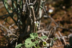 Pelargonium worcesterae
