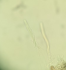 Erioscyphella