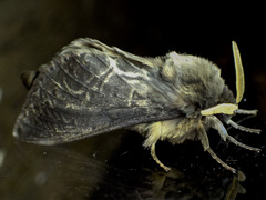 Oxycanus antipoda