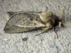 Oxycanus antipoda