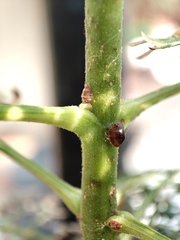 Coccoidea